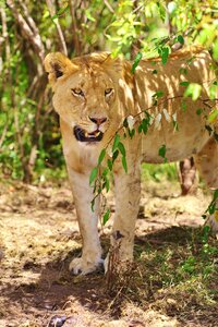 Lioness safari brown lion photo