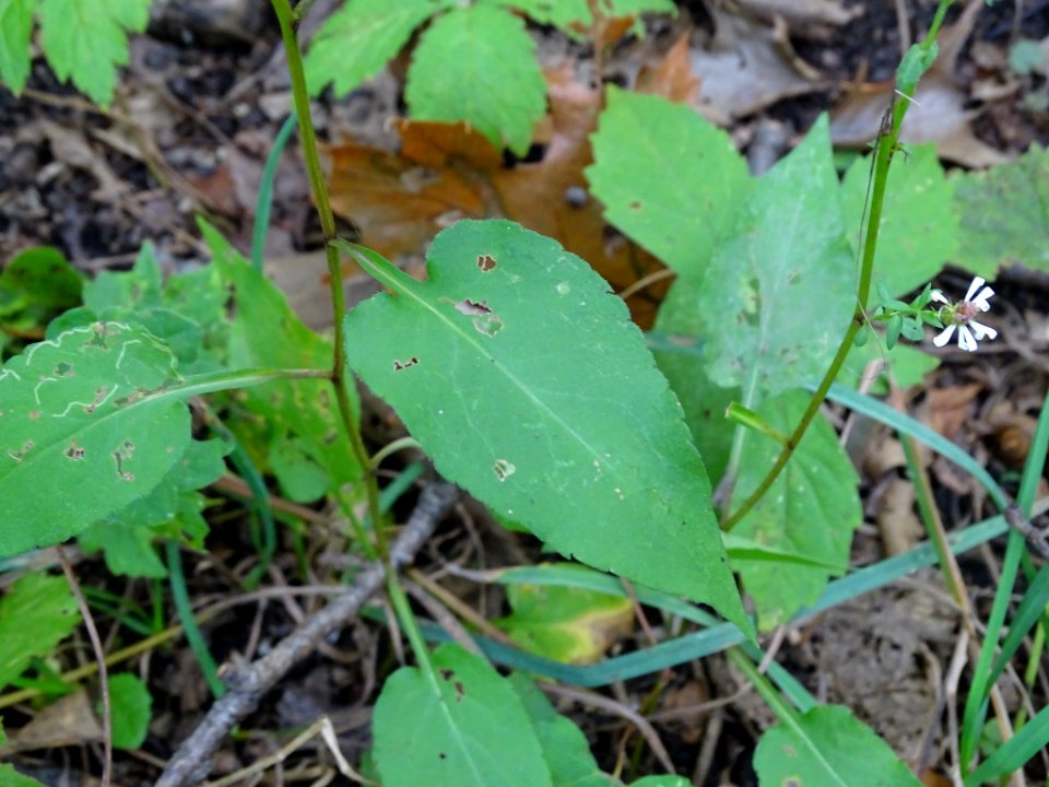 Symphyotrichum urophyllum 53331279