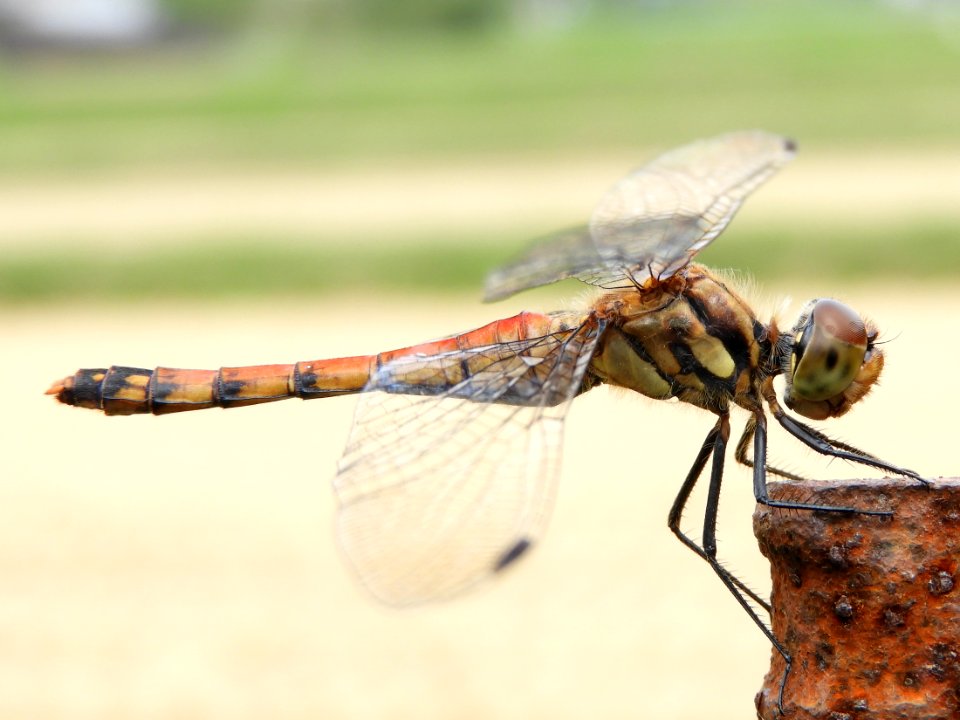 Sympetrum darwinianum(Female,Japan,2017.09.23)