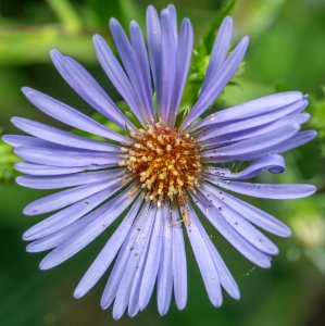 Symphyotrichum puniceum flower