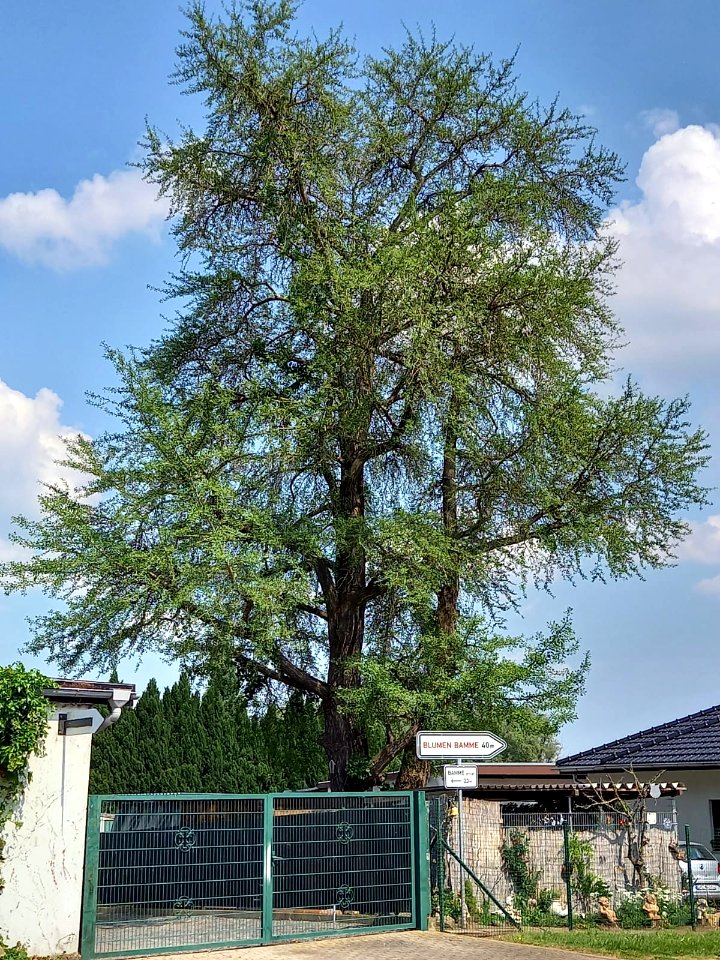Teutschenthal ND Ginkgo
