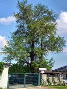 Teutschenthal ND Ginkgo