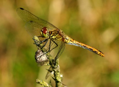 Sympetrum-Gifhorn-03 photo