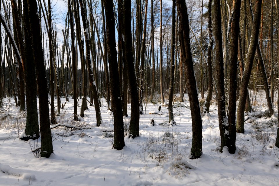 Teufelsbruch with snow 2021-02-10 16