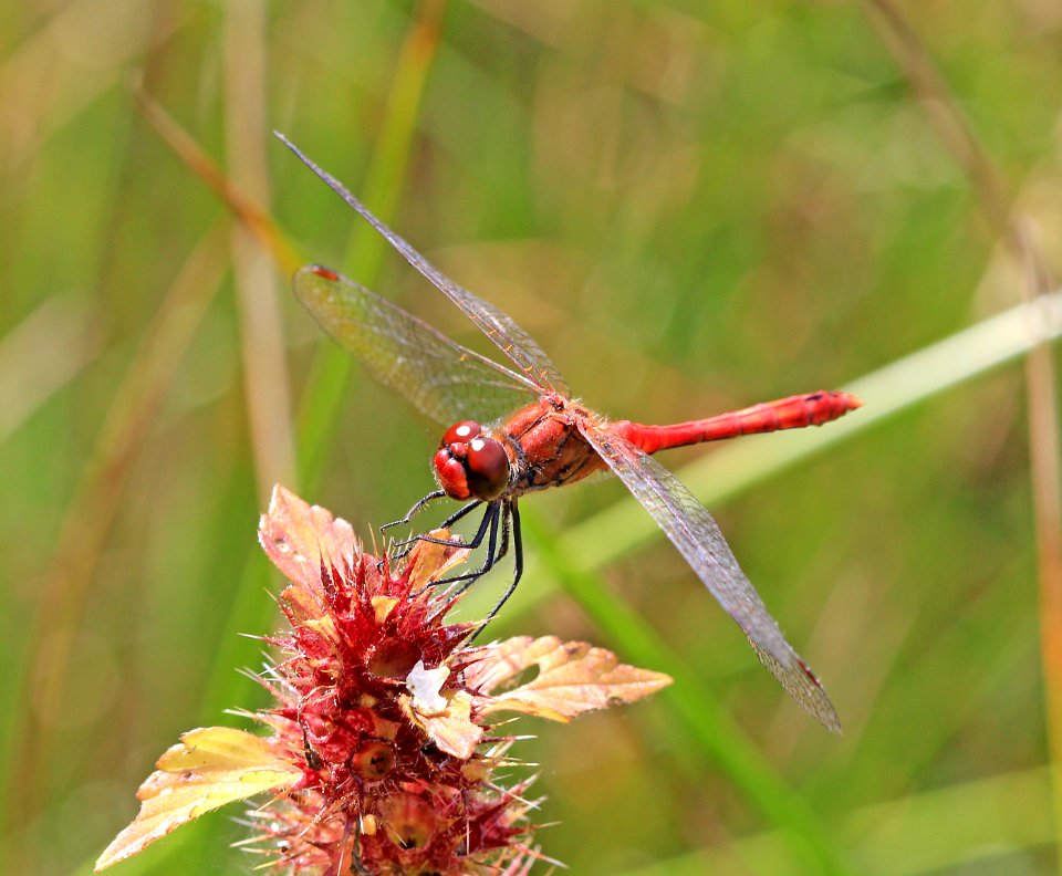 Sympetrum-Gifhorn-10