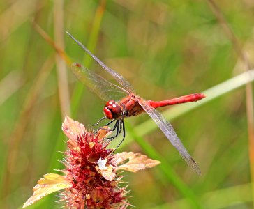 Sympetrum-Gifhorn-10 photo
