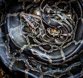 Animal nature serpent