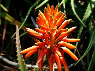 Flowers coastal flowers pacific flora