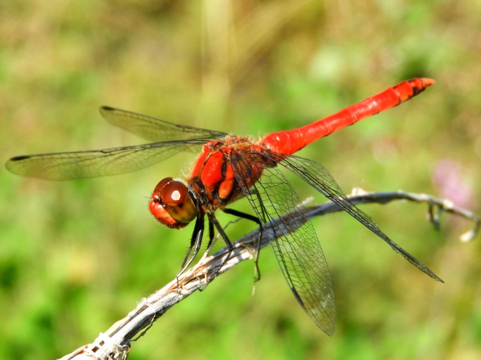 Sympetrum darwinianum(Male,Japan,2017.09.12)