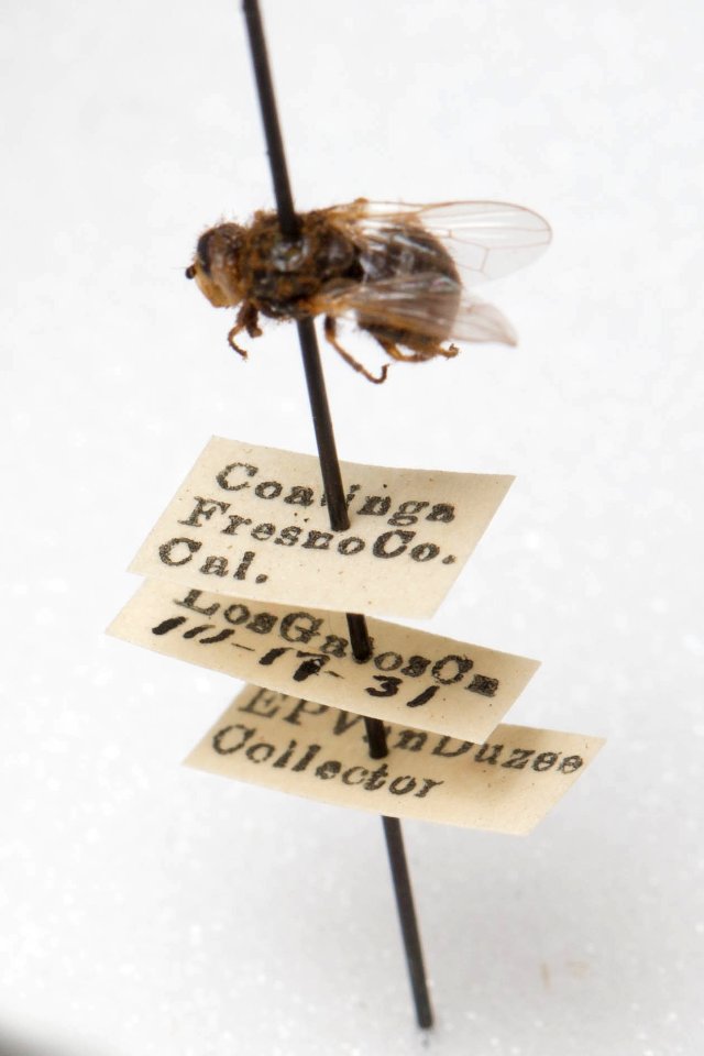 Tetropismenus hirtus, labels
