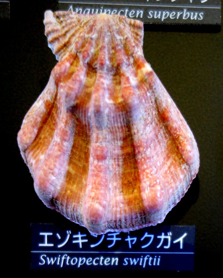 Swiftopecten swiftii - National Museum of Nature and Science, Tokyo - DSC06781