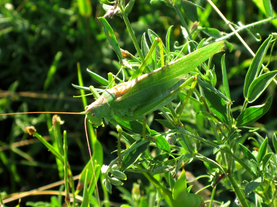 Tettigonia viridissima (Great Green Bush-Cricket) side view, Arnhem, the Netherlands