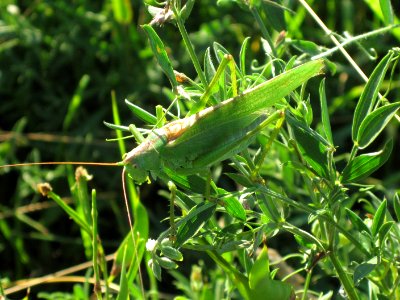 Tettigonia viridissima (Great Green Bush-Cricket) side view, Arnhem, the Netherlands photo