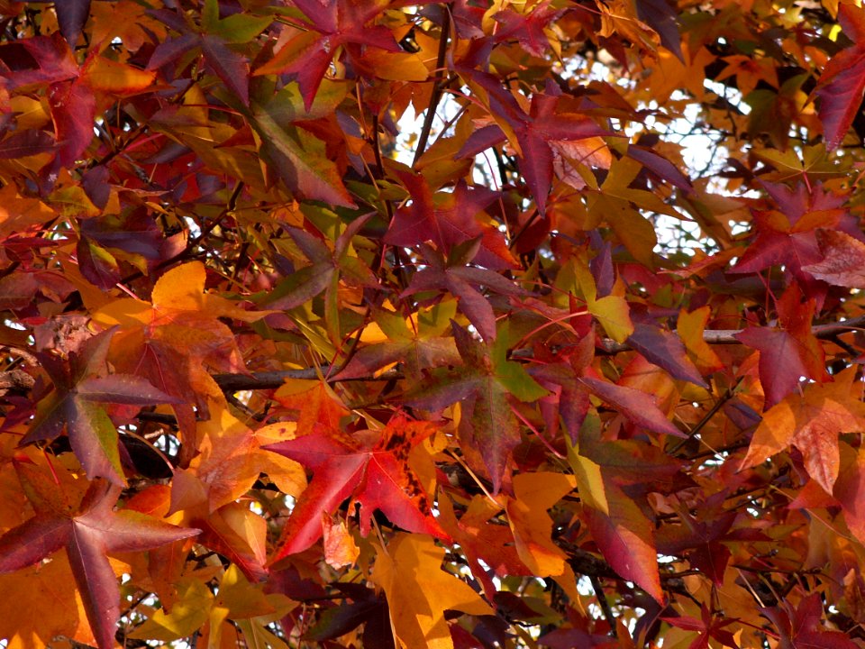 Sweetgum (Liquidambar styraciflua) in Mellon Park, Pittsburgh 01