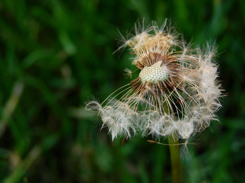 Plant nature flora
