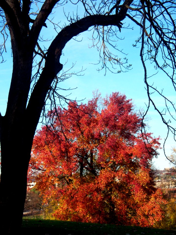 Sweetgum (Liquidambar styraciflua) in Mellon Park, Pittsburgh 02
