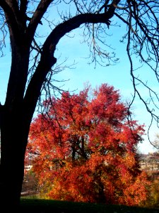 Sweetgum (Liquidambar styraciflua) in Mellon Park, Pittsburgh 02