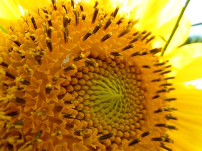 Sunflower white spider ambush