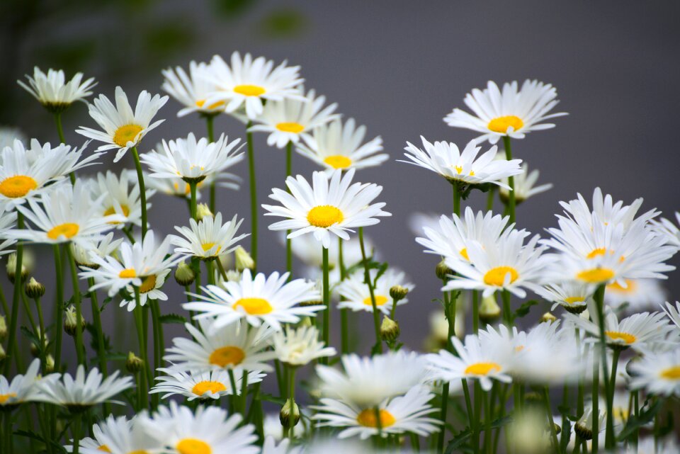 Plant blossom bloom