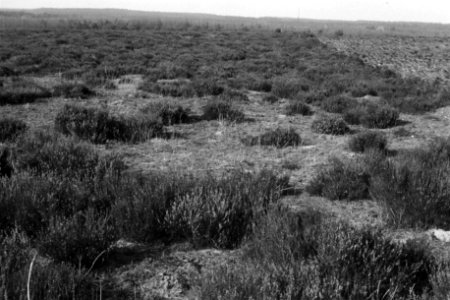 Terreinen, overzichten, Veluwe Hul, Bestanddeelnr 170-0844