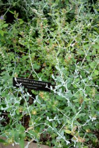 Teucrium fruticans - Longwood Gardens - DSC01217