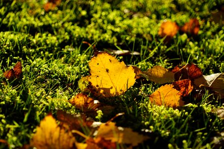 Leaves ground grass