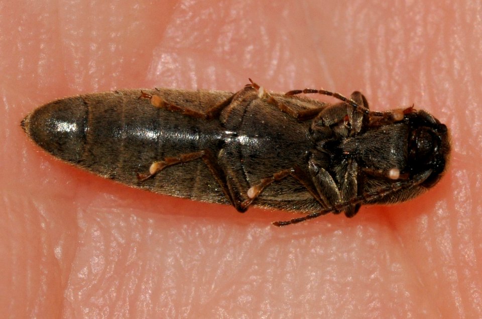 Synaptus-filiformis-06-fws