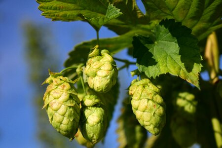 Plant bavaria beer