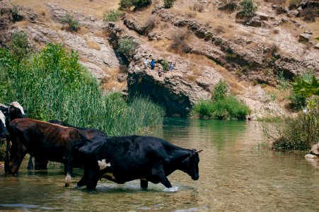 Swimming upstream from the Nahla Valley, a mixed Assyrian and Kurdish area in the Kurdistan Region of Iraq 13
