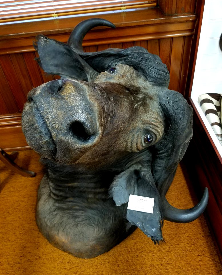 Syncerus caffer - Pember Library and Museum - Granville, New York - 20180224 143431