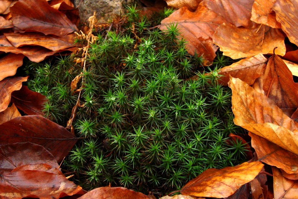Autumn forest litter forest
