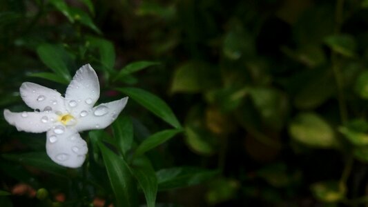 Rain on flower white flower black rain