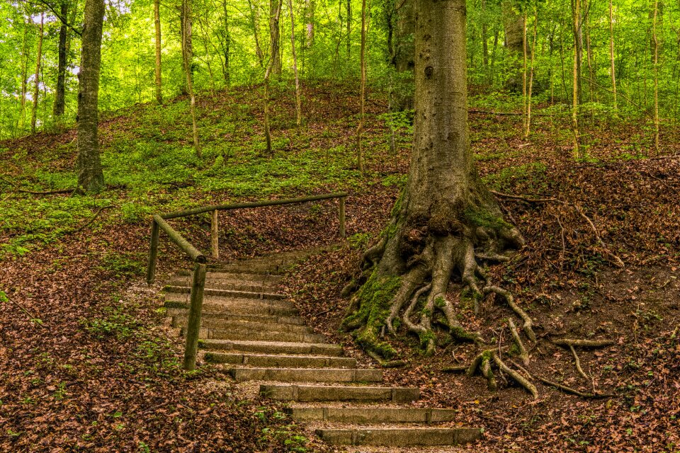 Forest path hiking trees