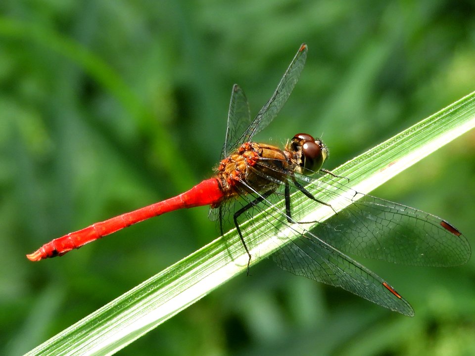 Sympetrum eroticum eroticum(Male,Japan,2017.09.09,c)