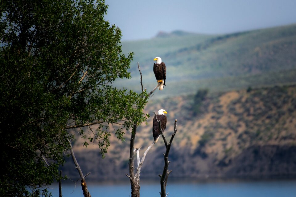Daylight heron lake