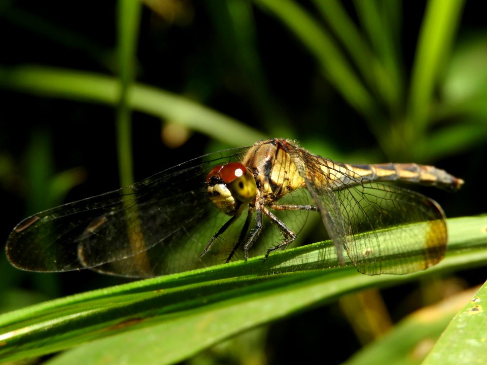 Sympetrum eroticum eroticum(Female,Japan,2017.10.04)