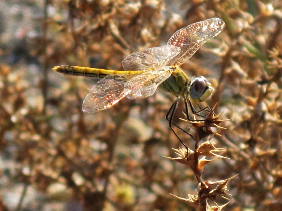 Sympetrum fonscolombii (Redveined darter) (female), Skala Kalloni, Lesbos, Greece