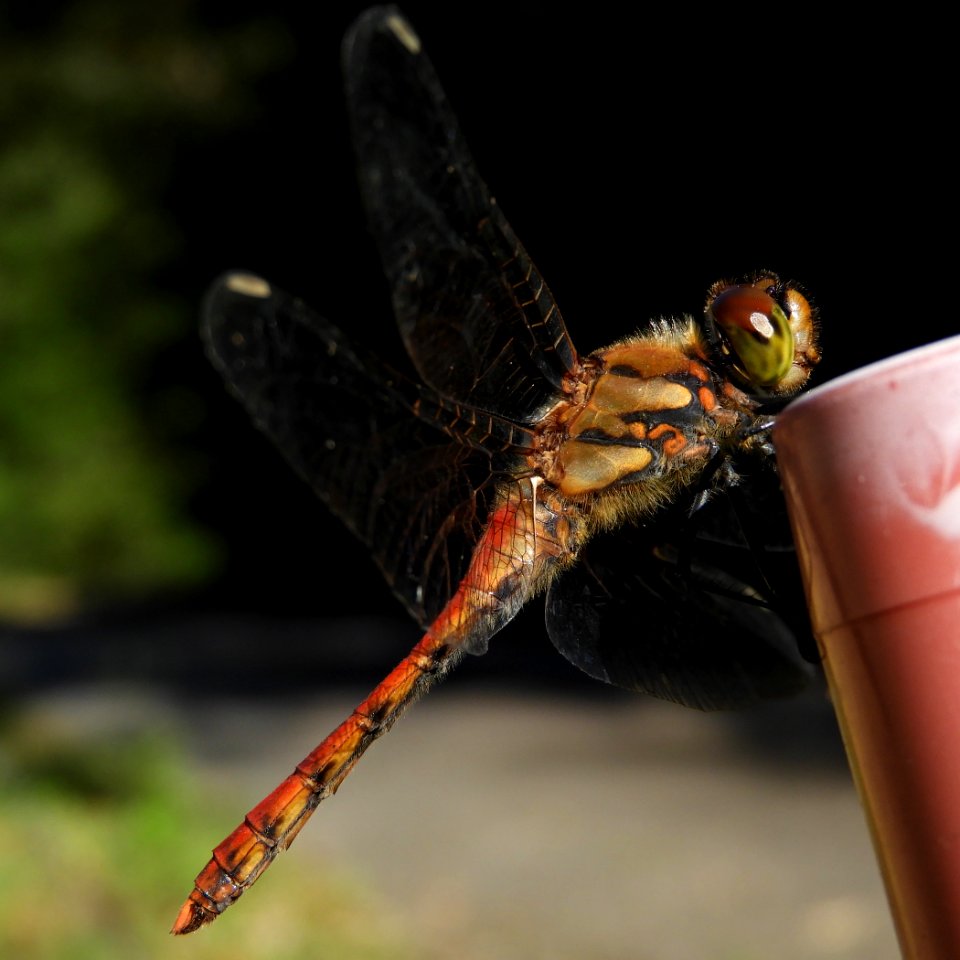 Sympetrum frequens(Male,Japan,2017.09.30)