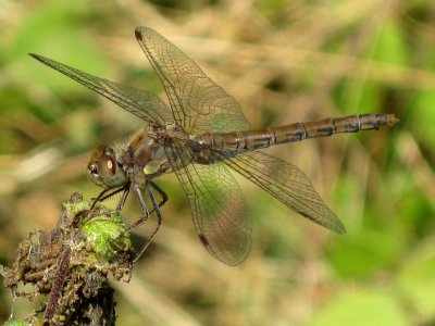 Sympetrum striolatum (Common Darter) female, Arnhem, the Netherlands