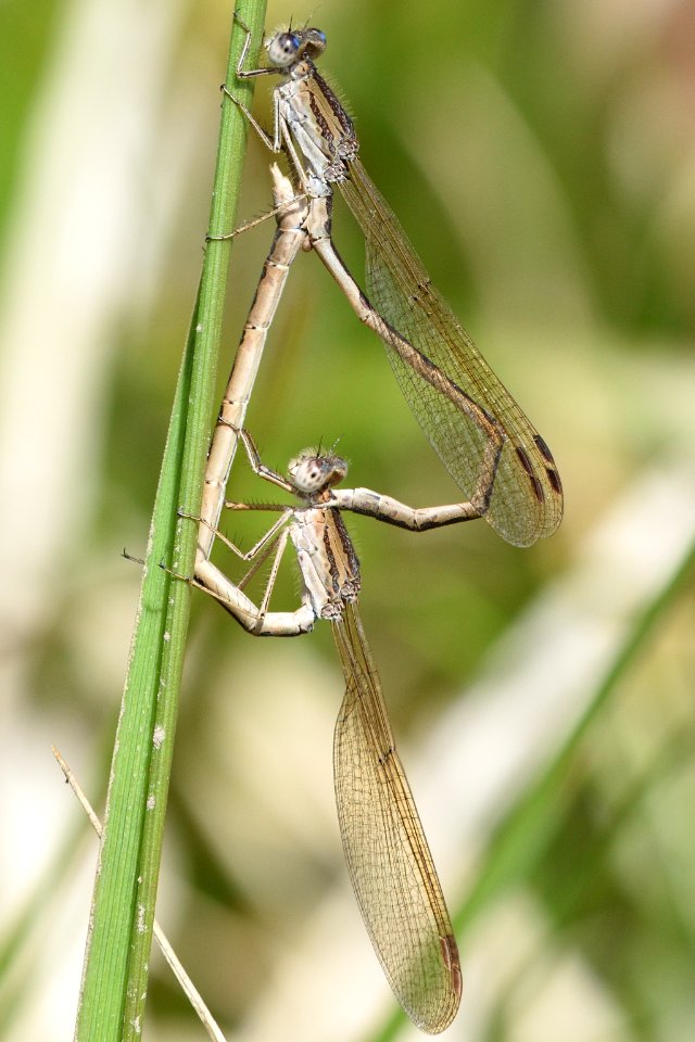 Sympecma paedisca(Copulation , Japan , 2019.04.18)