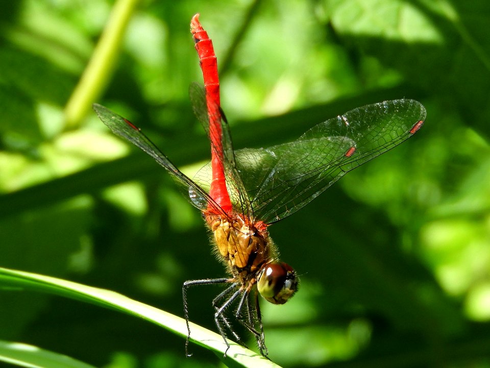 Sympetrum eroticum eroticum(Male,Japan,2017.09.09)