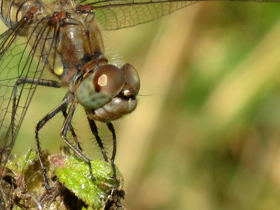 Sympetrum striolatum (Common Darter) female, detail, Arnhem, the Netherlands