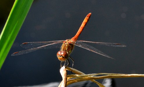 Sympetrum-Hannover-01 photo