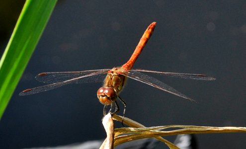 Sympetrum-Hannover-01