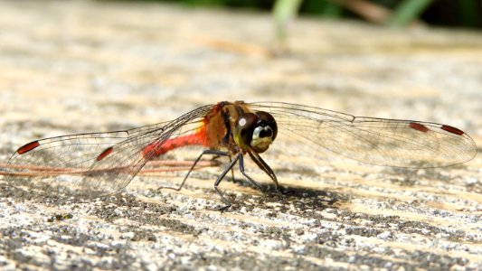 Sympetrum eroticum eroticum(Male,Japan,2017.10.25)
