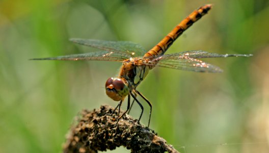 Sympetrum-Gifhorn-05 photo