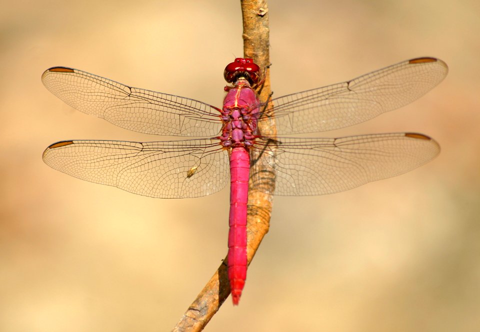 Sympetrum-Gifhorn-06