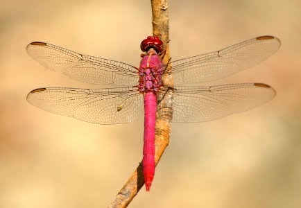 Sympetrum-Gifhorn-06 photo