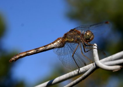 Sympetrum-Gifhorn-01 photo