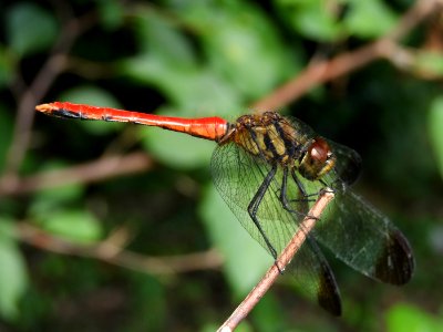 Sympetrum risi risi(Male,Japan,2017.09.19)